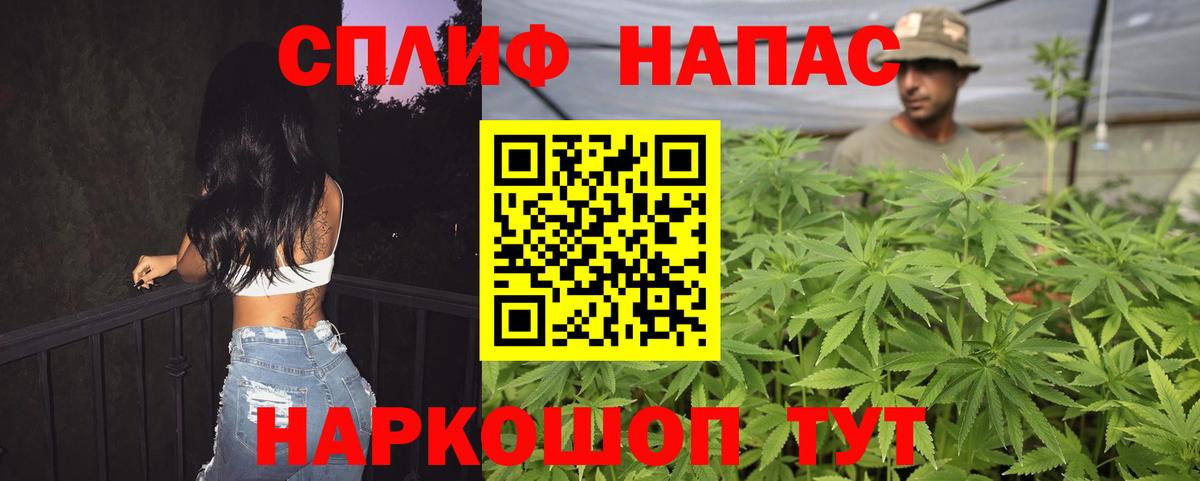 Конопля сатива Свободный